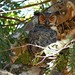 Flickr photo 'Great Horned Owl (Bubo virginianus)' by: Bernard DUPONT.