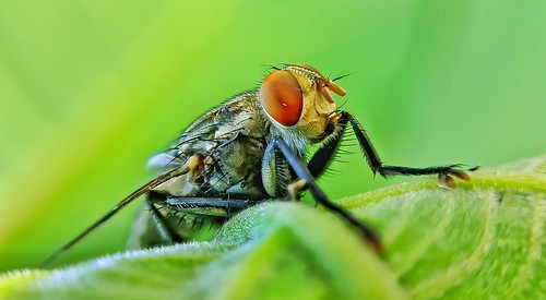 A blowfly.... | by sabbirahamed225