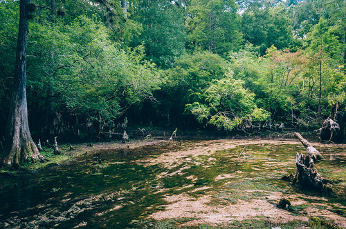 nature water rock creek forest landscape spring woods florida outdoor scenic cypress geology polarizer karst suwannee fanningsprings fanningspringsstatepark springhunters littlefanning