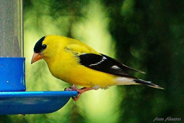 Beautiful Male American Goldfinch
