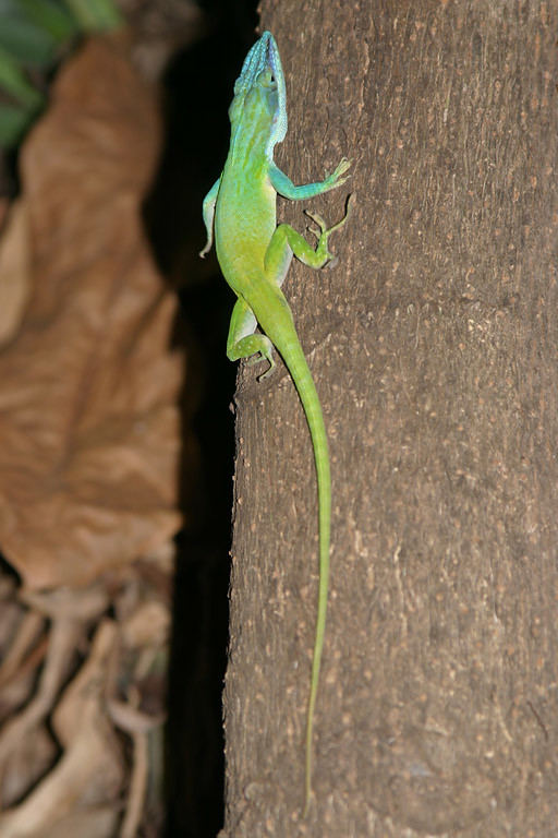 Blue and green lizard