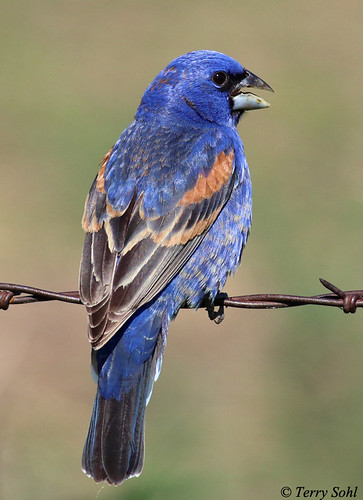 blue male bird vertical fence wire south perch barb grosbeak barbed dakota avian caerulea passerina