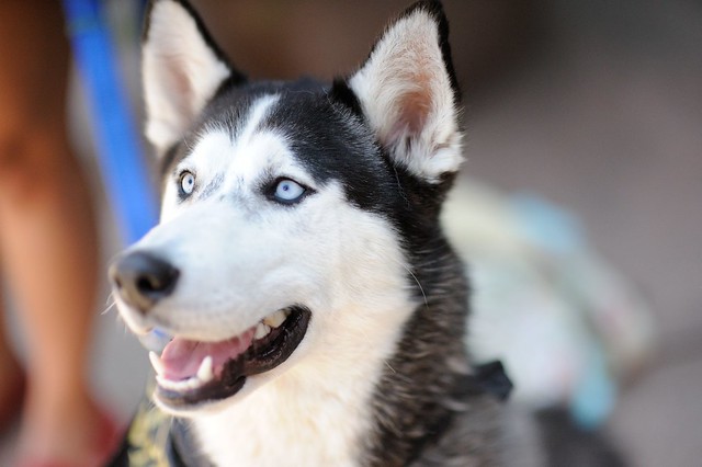 Skyler, adoptable young male Husky dog at Petfood Express San Jose, CA event 2015-06-06