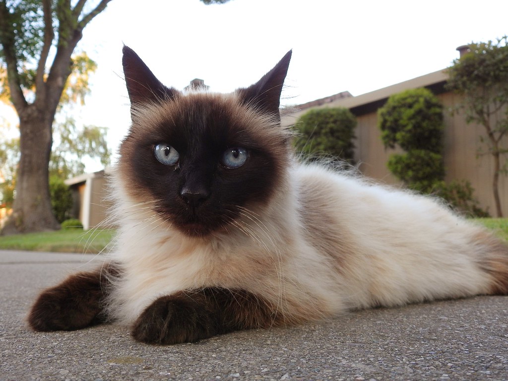 Siamese Long Hair Pet Cat | Long-haired blue eyed Siamese ca… | Flickr