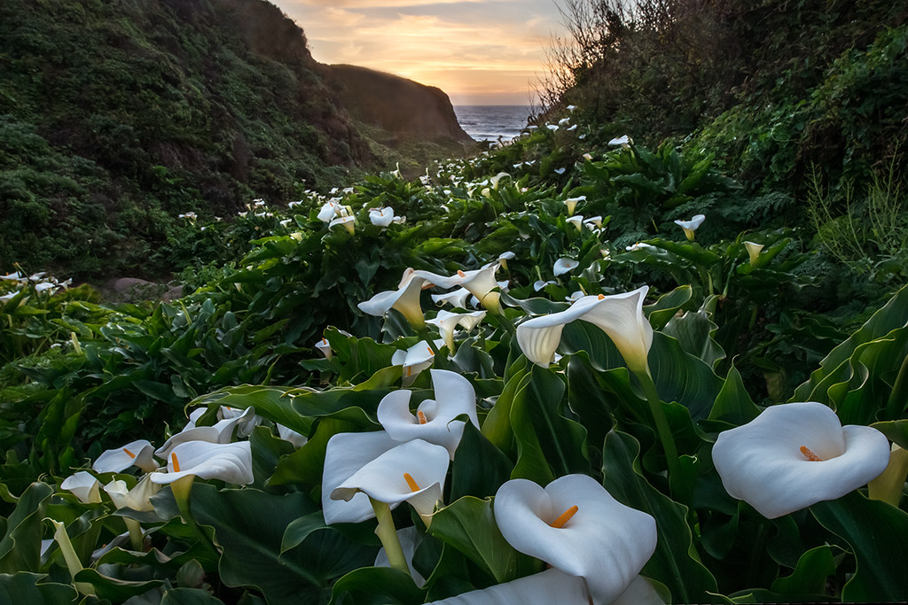 Big Sur CA Calla Lily | Big Sur Calla Lily Sunset. | Flickr