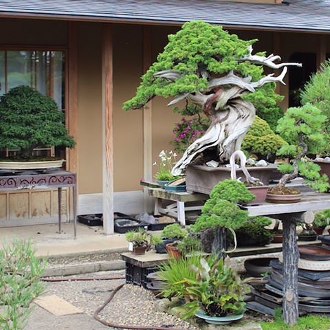Visited the wonderful and historical Mansei-en nursery today, meeting with mr. Kato. The nursery was overloaded with Bonsai, and several great trees were placed outside on the parking lot. Can you imagine? #bonsai #japan #盆景