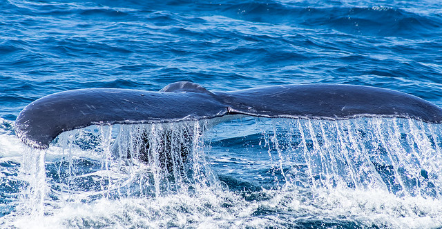 IMGP6881- whale tail.