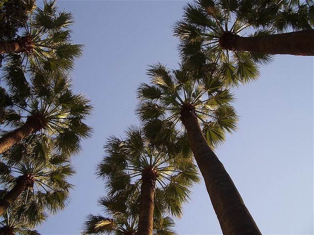 Washingtonia filifera #treetrail California palm Φοίνικας