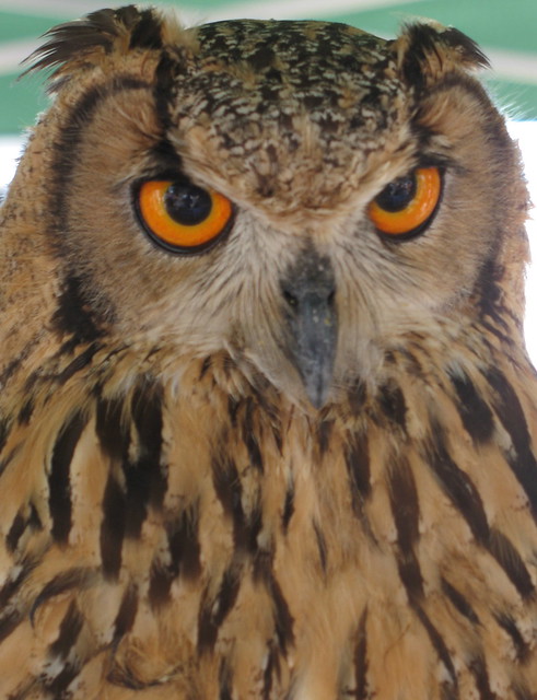 Owls in Hastings Old Town