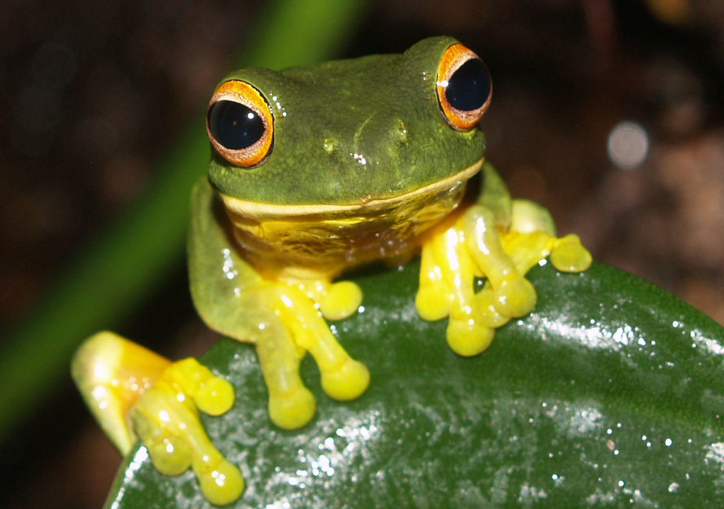 orange eyed green tree frog, these are very small frogs,abo…