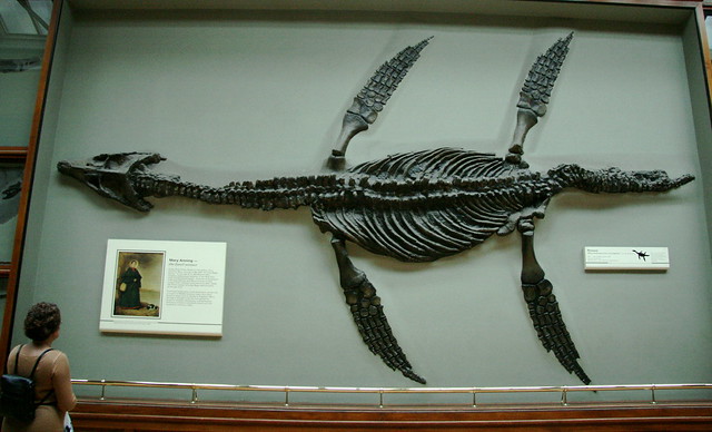 Plesiosaur skeleton 180 million BC