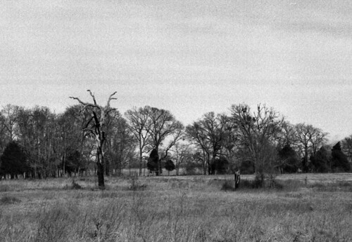 trees winter blackandwhite bw tree monochrome rural 35mm landscape geotagged photography photo texas tx deadtree copyrightwickdartsdesign wickdartsdesign wickdarts ericwaisman