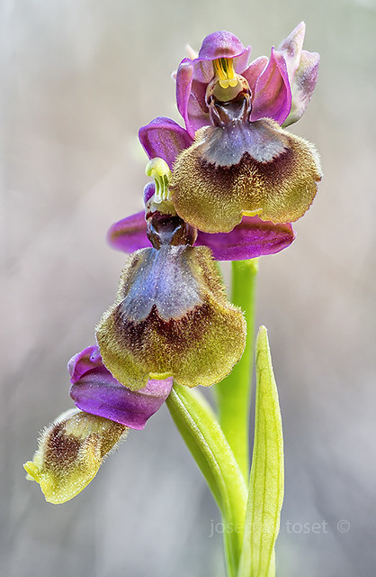 ophrys x heraultii