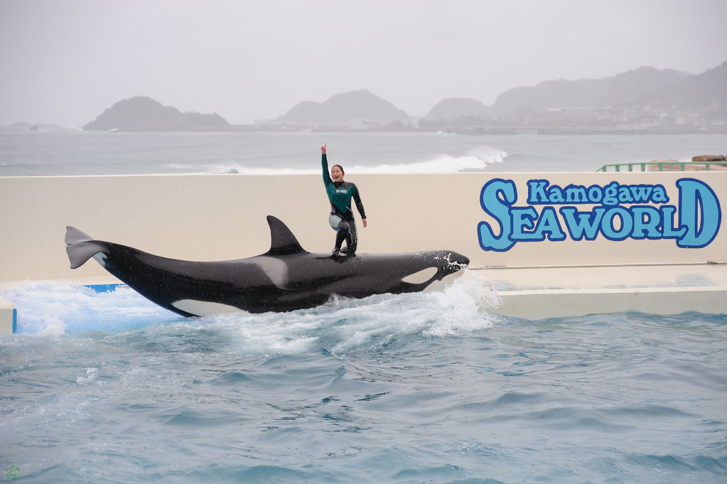 Ds7 1166 Jpg シャチ Orca Killer Whale シャチパフォーマンス Flickr
