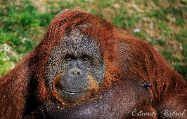 Orangután _MG_5829