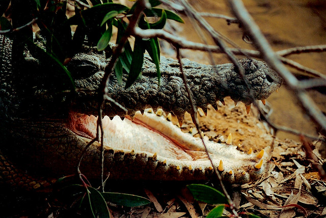 Crocodile near Rockhampton, Queensland, Australia ロックハンプトンの近くにいる鰐、クイーンズランド州、オーストラリア (Explored 28/v/18)