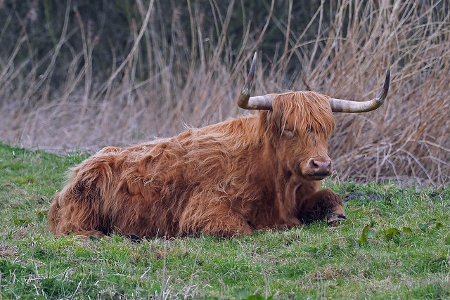 highland cattle (Explore)