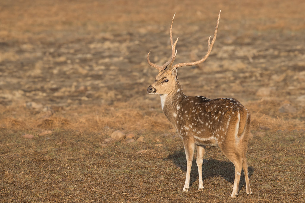 Chital | Axis axis | चीतल