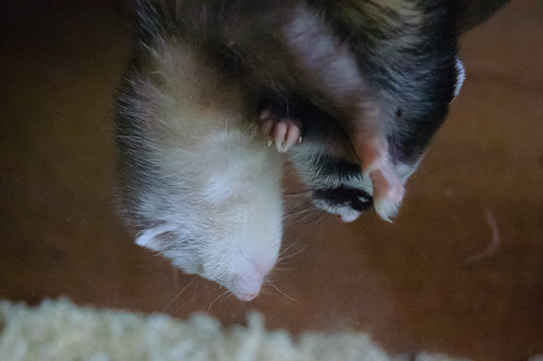 Sleeping ferrets, hanging out