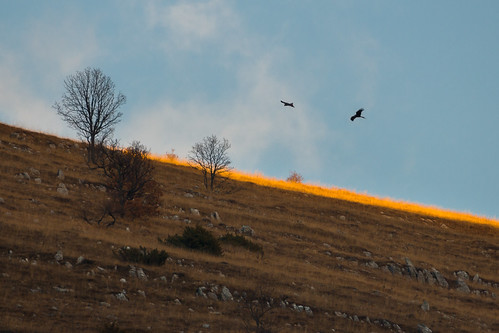 Don't fly away by luigig75, birds birdsofprey rapaci falchi hawks abruzzo mountains appennino appennini trees sunset italia ital