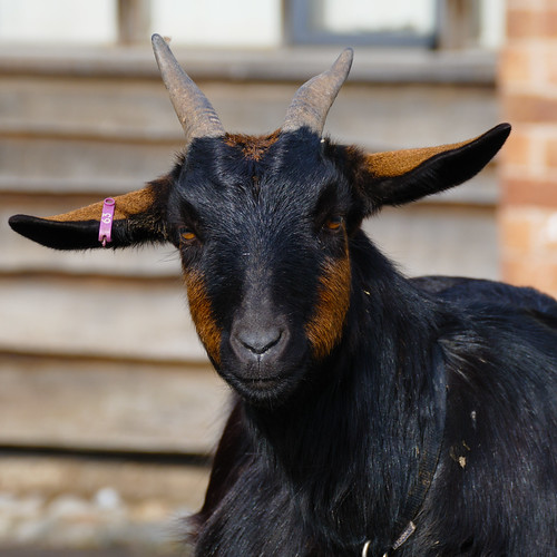 Goat, Mary Arden's Farm, Wilmcote
