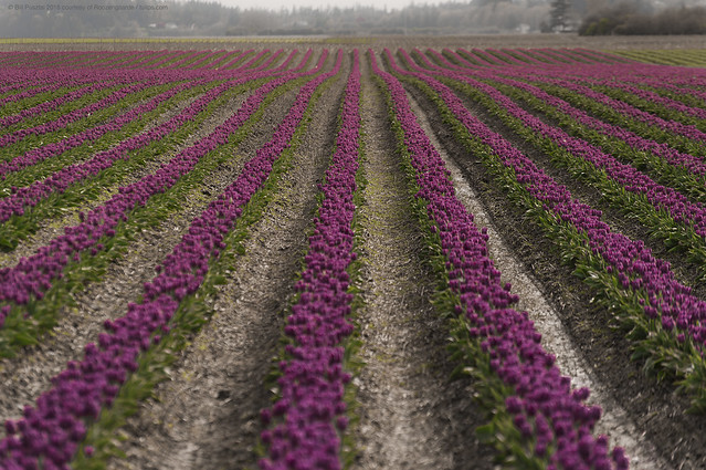 8303 Tulipa 'Purple Flag'