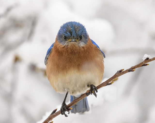 Bluebird in snow 4/2/2018
