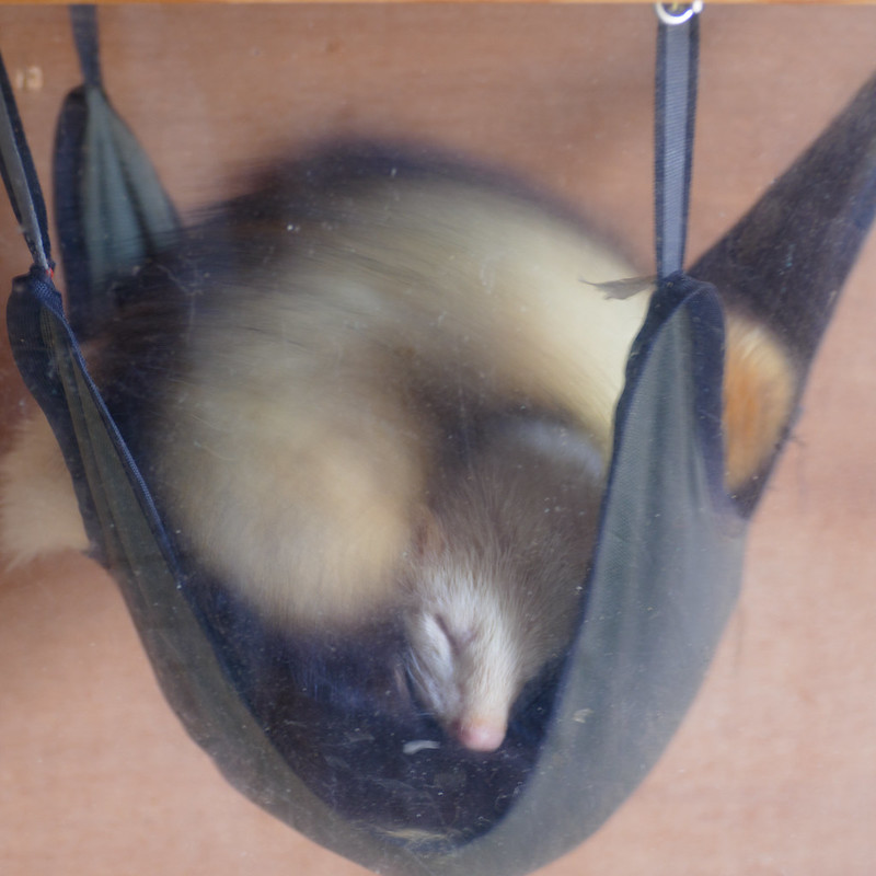 Let sleeping ferrets lie