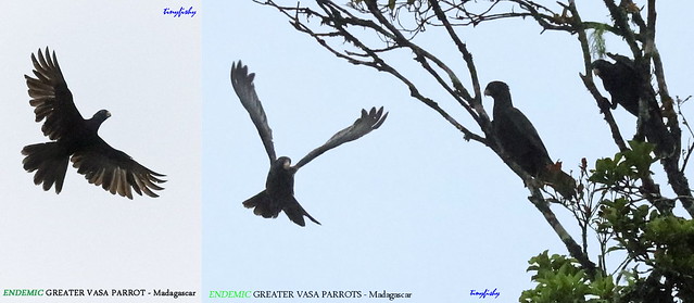 (Species #1228)  GREATER VASA PARROT - [ Ranomafana National Park, Madagascar ]