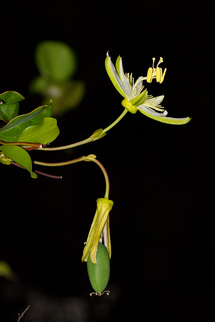 Passiflora mucronata
