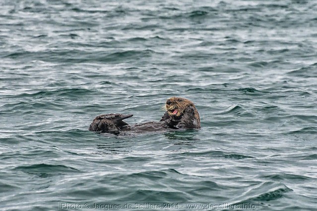 Happy Sea Otter