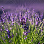 Oh, the lavender