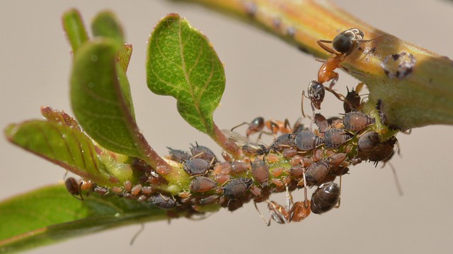 Ants aphids on Greenbark Ceanothus
