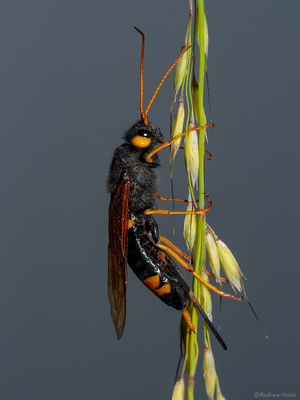 Horn tail wasp