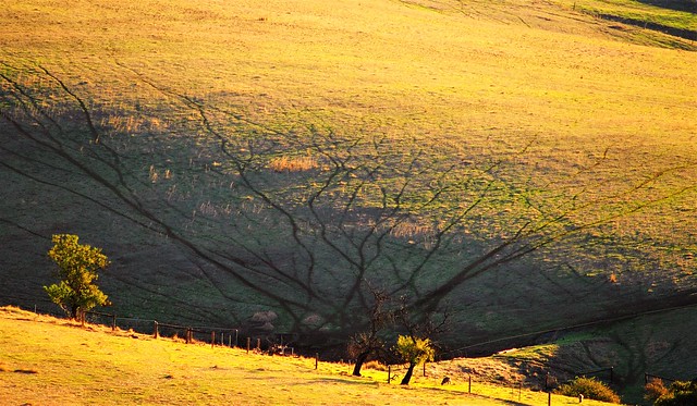 Sheep Trails in the Sunset, Barossa Valley, South Australia