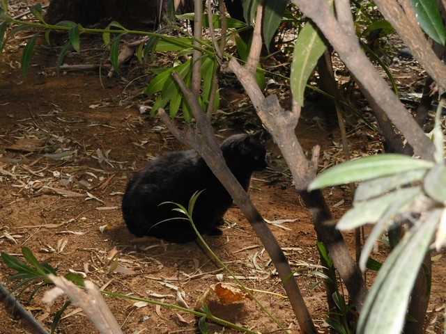 887116-Jungle stray cat