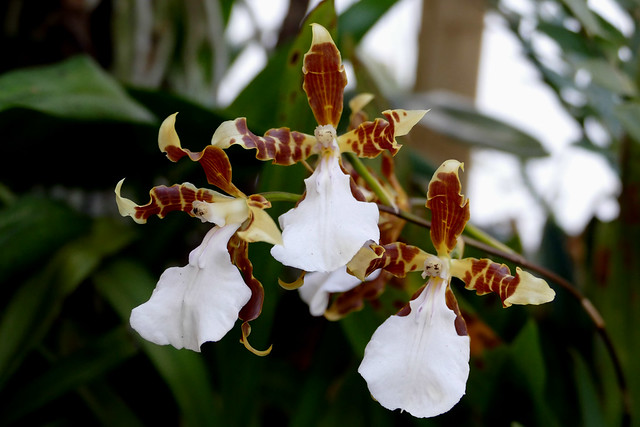 Miltonia cuneata #1 species orchid 4-18