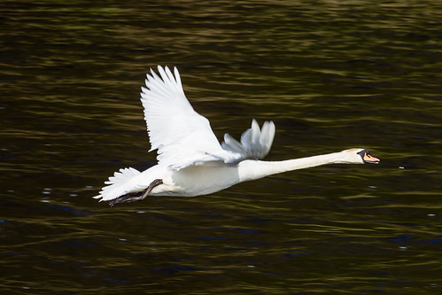 mute swan in flight | by Mike stanners