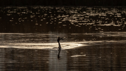 wasservogel sunset nature reflection switzerland berne animal aare podicepscristatus swamp moor greatcrestedgrebe river swim bird waterbird pond bern fauna europe haubentaucher water hinterkappelen ch