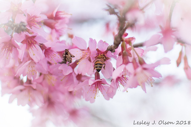 Bee blossom