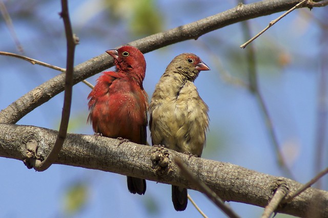 Male and Female Firefinches.