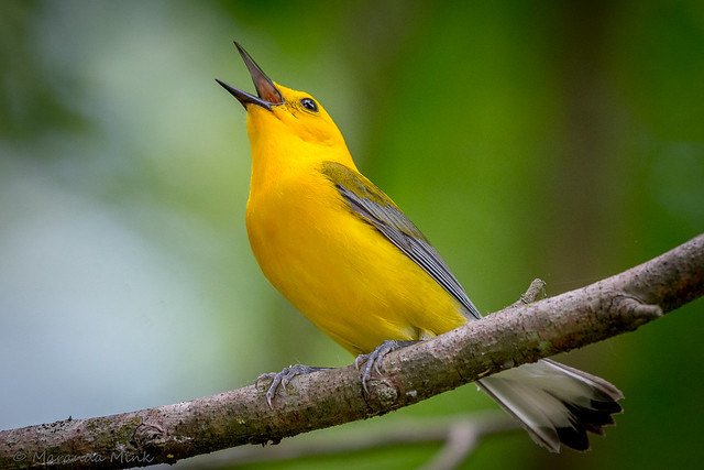 Prothonotary Warbler singing for me