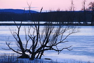 Bare tree sunset over the Ottawa River  _MG_4636