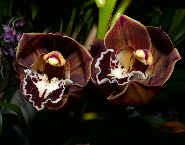 Cymbidium Lupe's Coffee hybrid orchid, 1st bloom  3-18*