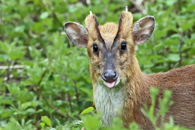 A Male Muntjac Deer. (Muntiacus reevesi).