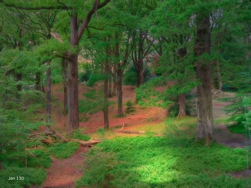 forest wood trees light spring quietude solitude jan130 englishlakedistrict cumbria england uk texture ngc npc coth5