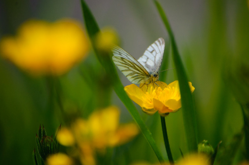 Green veined white butterfly on buttercup