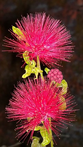 Powder Puff flower | Pankaj Joshi | Flickr