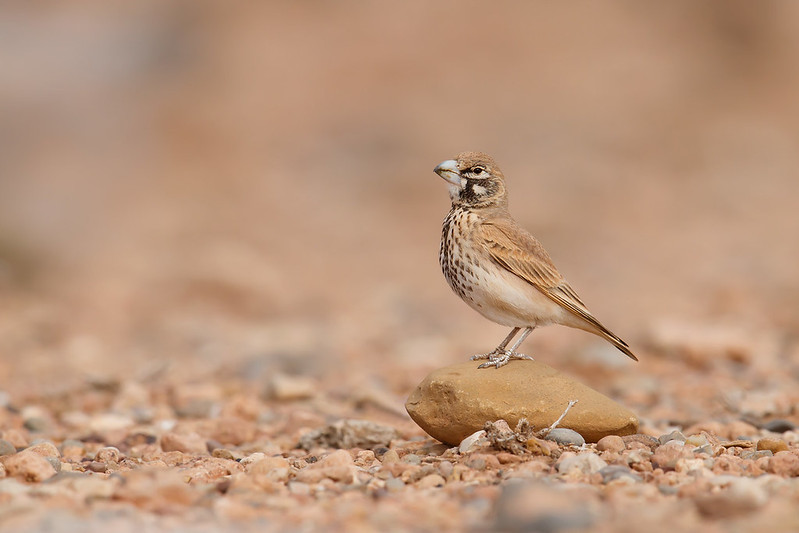 Ramphocoris clotbey | Thick-billed Lark | tjocknäbbad lärka