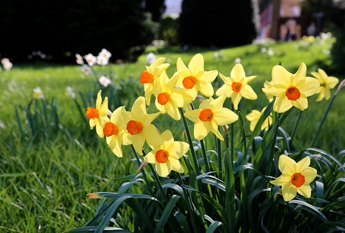 Een mooie lentedag in de Leuvense Kruidtuin (07/04/2018)
